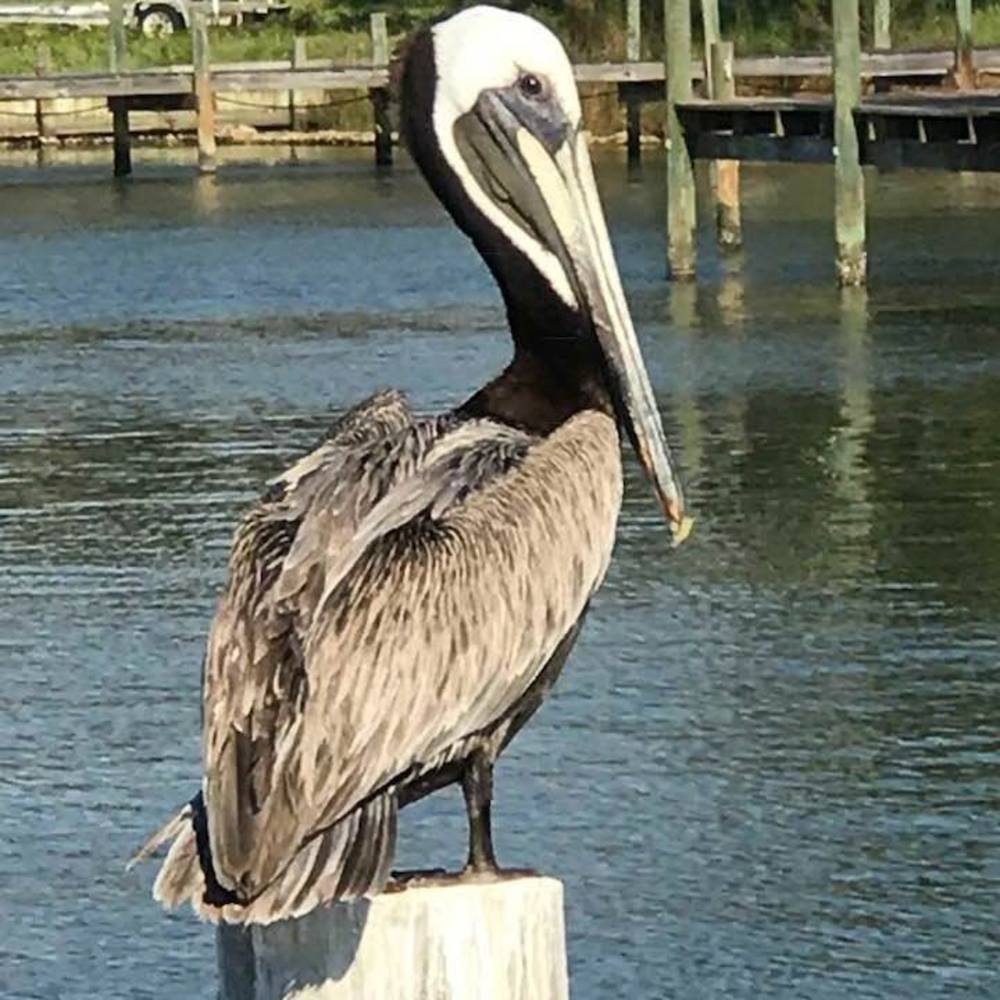 Meet your Posher, Janice